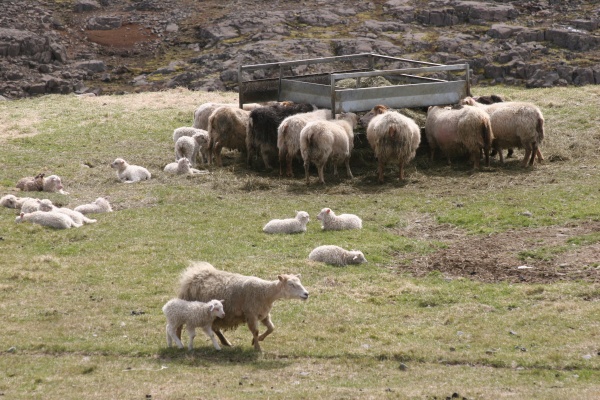 hauksstadir_aer_a_jotu.jpg