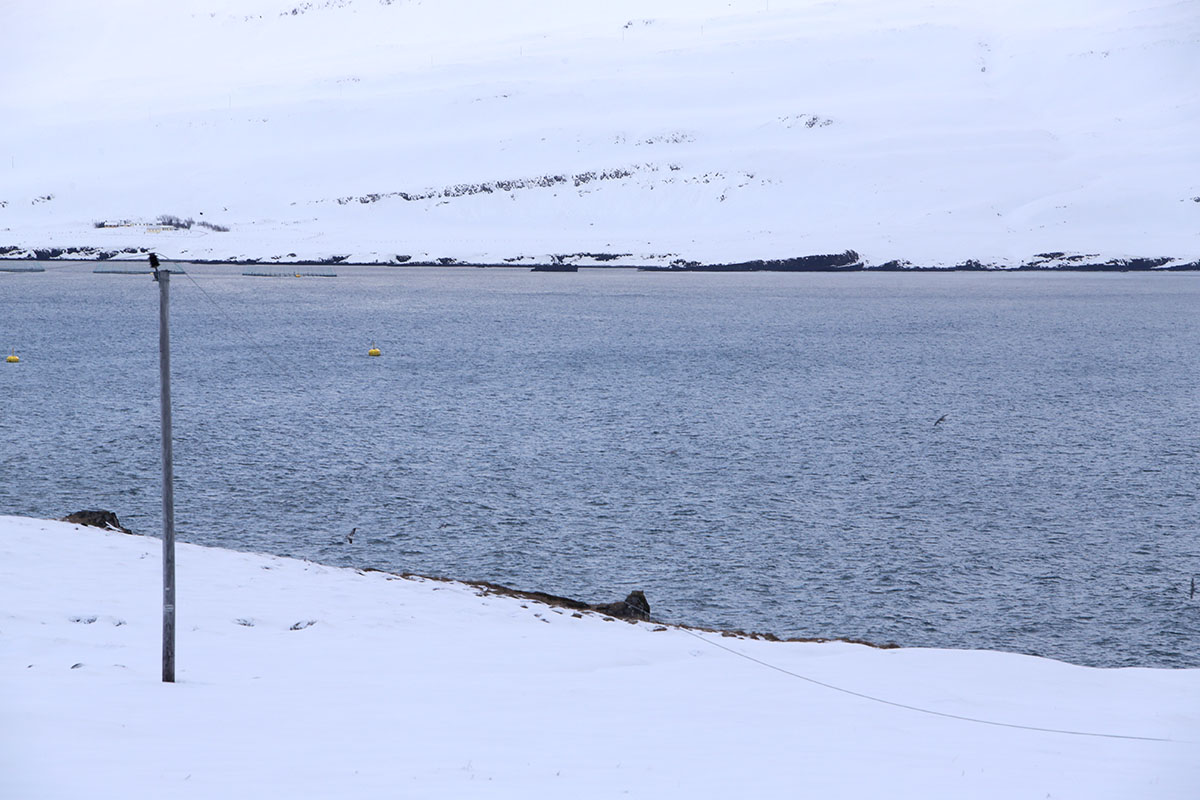 Stod Fask Raflinur Jan25 0030 Web